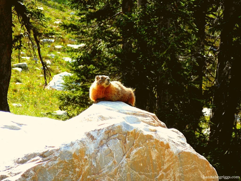 marmot on rocks pike's peak or bust