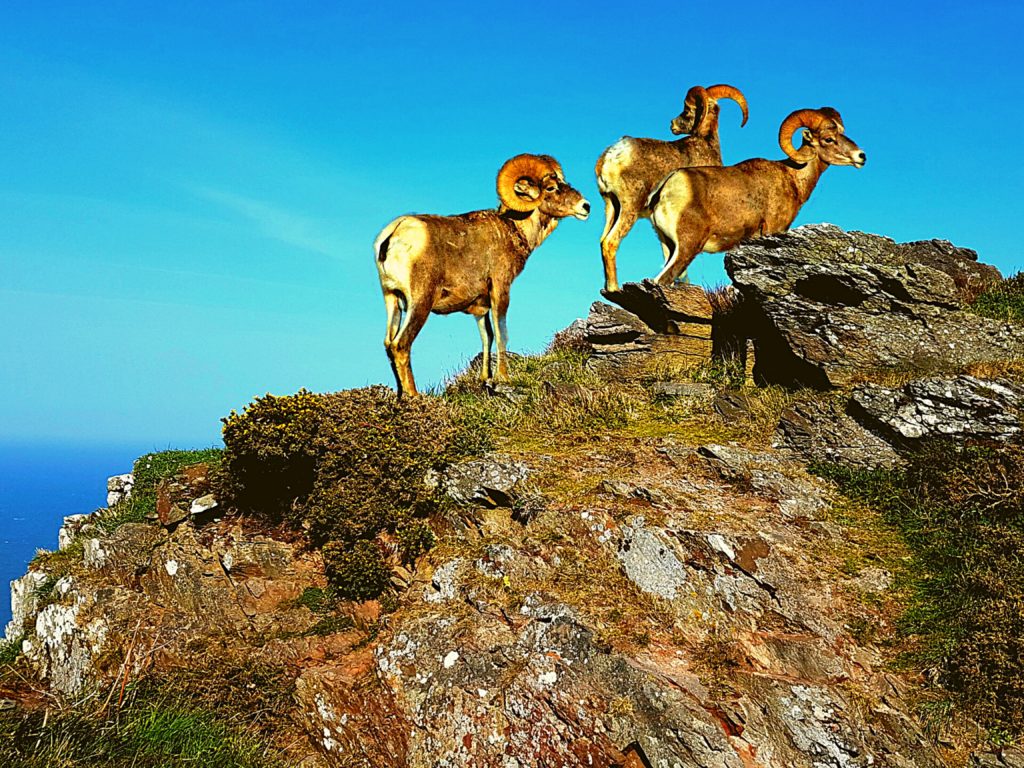 bighorn sheep on mountain | Pike's Peak or Bust